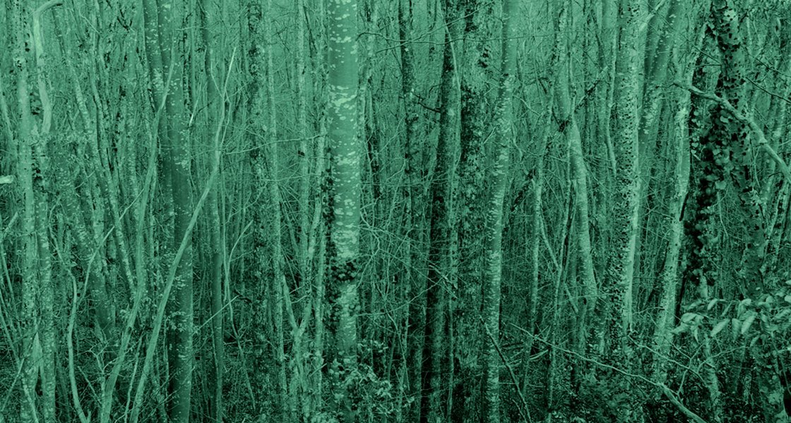 Forêêêêt#3